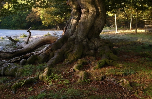 hutewald halloh 1 - (c) c tussing.jpg
